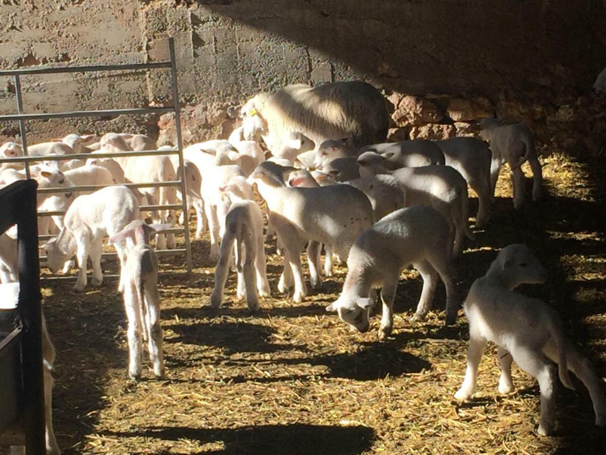La Fusteria Del Casat Lägenhet Sarroca de Bellera Exteriör bild